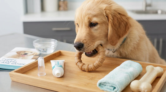 Puppy Teething and Bad Breath: What’s Normal and How to Help